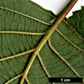 SpeciesSub: subsp. sibirica
